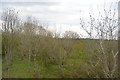 Woodland near West Tremabe Farm