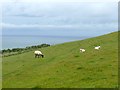 NX9512 : Sheep grazing on South Head by Graham Hogg