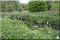 The River Sowe, east side of Lindfield Park, Stoke Aldermoor, Coventry