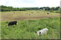 Farmland at Barrhill