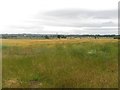 Farmland at West Brunton