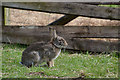 West Somerset : A Rabbit