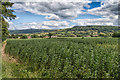 Broad bean crop