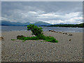 Beach south of Milarrochy