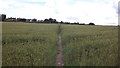 Footpath through the wheat