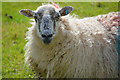 West Somerset : Sheep Grazing