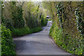 West Somerset : Country Lane