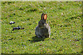 SS9443 : West Somerset : Rabbit by Lewis Clarke