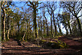 West Somerset : Woodland Path