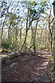 West Somerset : Woodland Path