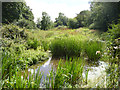 Small pond by footpath