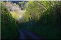 West Somerset : Country Lane