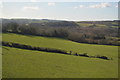 A South Devon hedge