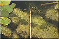 View of a damselfly on a twig in the pond in York Gardens