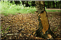 Tree in Epping Forest