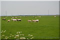 Romney Marsh Sheep