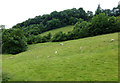 Fields And Woods Near Buckfastleigh