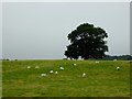 Sheep at pasture