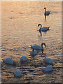 SD4555 : Swans feeding at Conder Bridge by Karl and Ali