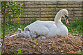 Tiverton : Grand Western Canal - Swans