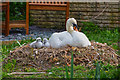 Tiverton : Grand Western Canal - Swans