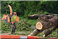 Tiverton : Fallen Tree