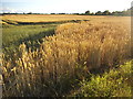 Wheat field by Lower Road, Bapchild