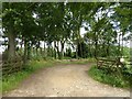 Woodland belt at Northwick Park