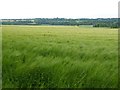 Barley in a Cotswold landscape