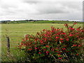 Corboe Townland