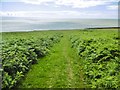 Ogmore-by-Sea, path