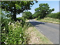 Meadowsweet alongside Water Lane