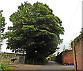 Huge Sycamore tree outside Dulford Estate