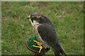 View of a falcon at Havering Mind