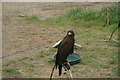 TQ5583 : View of a Harris hawk in Havering Mind's Wings and Wheels event at Damyns Hall Aerodrome by Robert Lamb