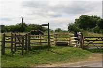 TA1615 : South Killingholme: pony paddock and footpath to Immingham by Chris