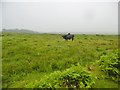 Upper Killay, cattle grazing