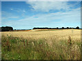 Wheat crop field north of Beeston Lane