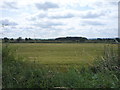 Crop field near No Man