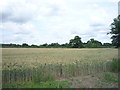 Crop field off Newton Road