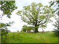 Tree near Skelton