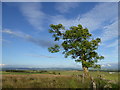 Ash tree and boundary wall