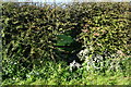 Overgrown stile in hedge near Swan Farm