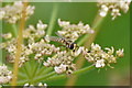 The hoverfly Eupeodes corollae, Hoswick