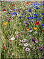 Wild Flowers on the Green, Sea  Road, East Preston, West Sussex