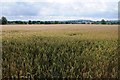 Wheat field near Lower Hardwick