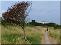 Path and tree near the Pyewipe Mudflats