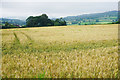 Barley field near Painswick