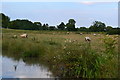 SP5472 : Sheep in field beside Oxford Canal by David Martin