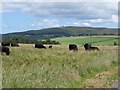 NU1114 : Bullocks in field near Bolton by Oliver Dixon